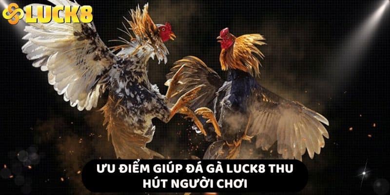 Ưu điểm giúp đá gà LUCK8 thu hút người chơi